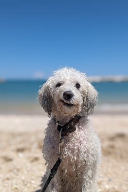 Profilfoto von Bürohund Bee, weißer Hund mit lockigen Fell am Strand